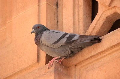 El Problema de las Palomas en Edificios: Riesgos y Cómo&nbsp;Controlarlas