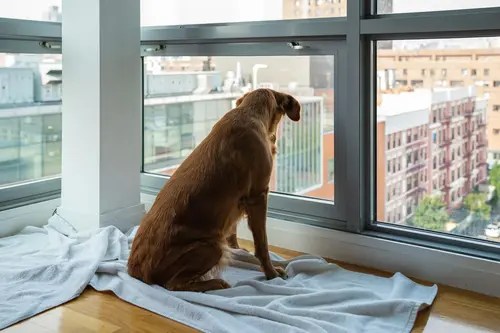 Propiedades Pet-Friendly: Beneficios y Normativas para Condominios con&nbsp;Mascotas